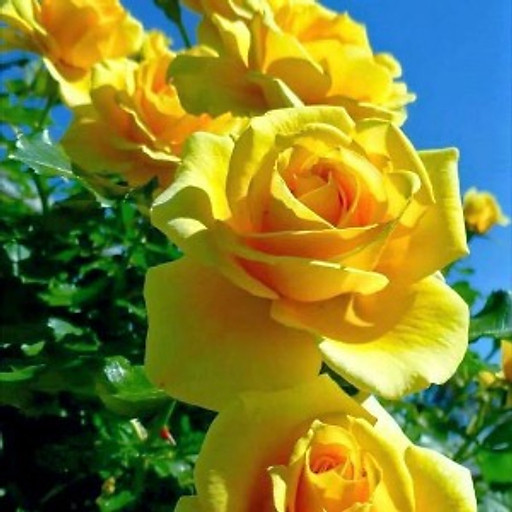 HOANG THI NGOC TRANG