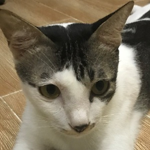 Đỗ Đại Dương