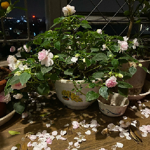 Đinh Thị Thu Hương