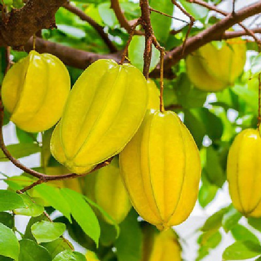 Nguyễn Quang Phúc