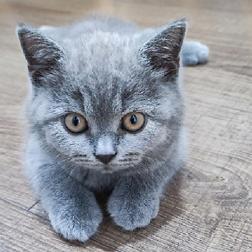 Đỗ Thành Quốc Việt