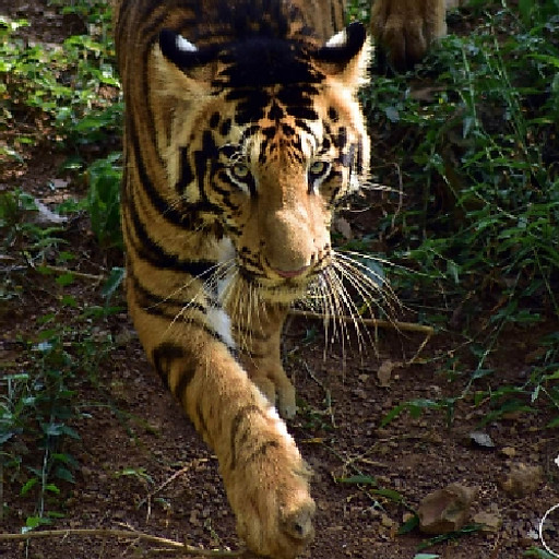 Bạch Hùng Trường 