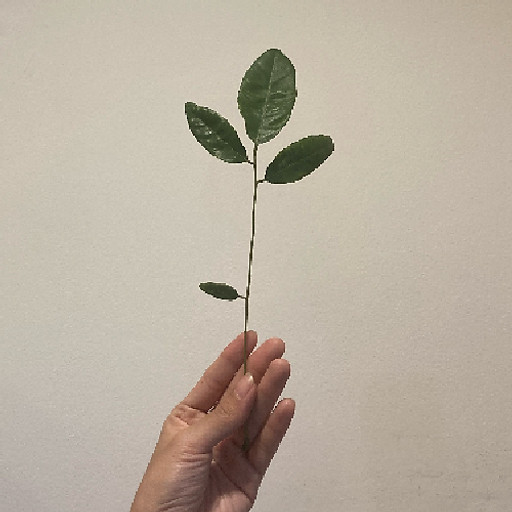 huỳnh hoàng ngân