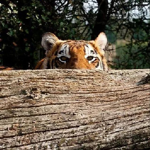 Nguyễn Đăng Minh Thuỵ