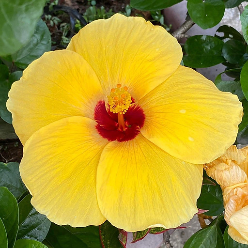 Nguyễn Thanh Nguyên