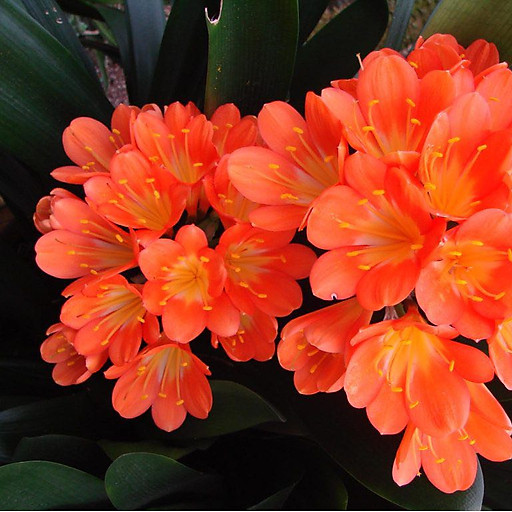 Đình Dược Phạm