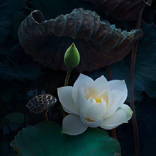 Bạch liên hạ chí