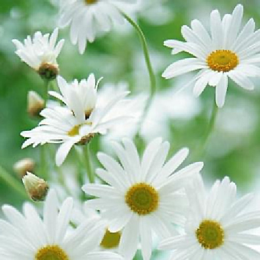 Trần Thị Kim Chi