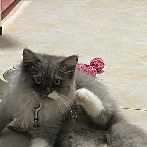 Hồng Cẩm