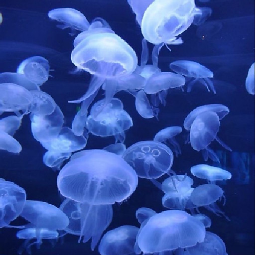 Cheang Jia Hen Sophia