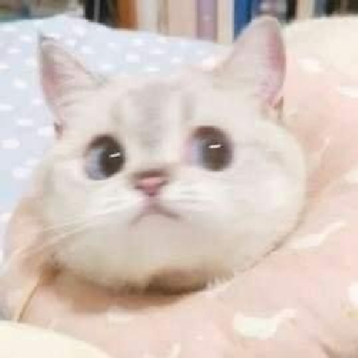 Phuong Cat