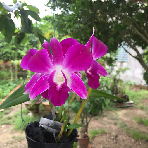 cô cảnh