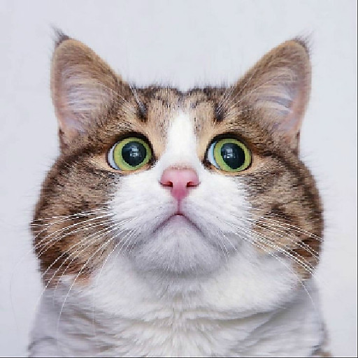 Nguyễn Thị Cẩm Hường