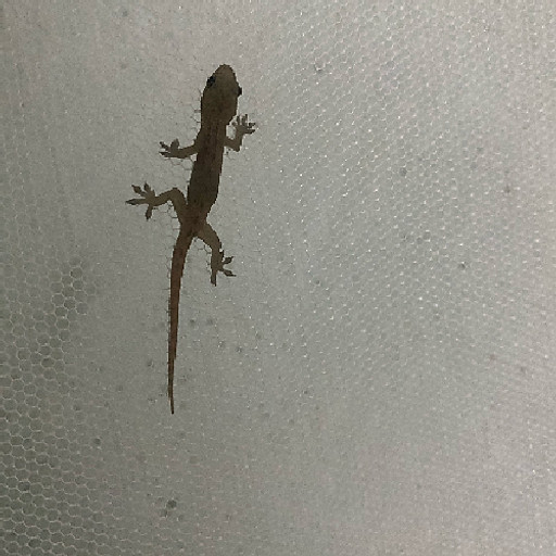 NGUYỄN VĂN TRỌNG