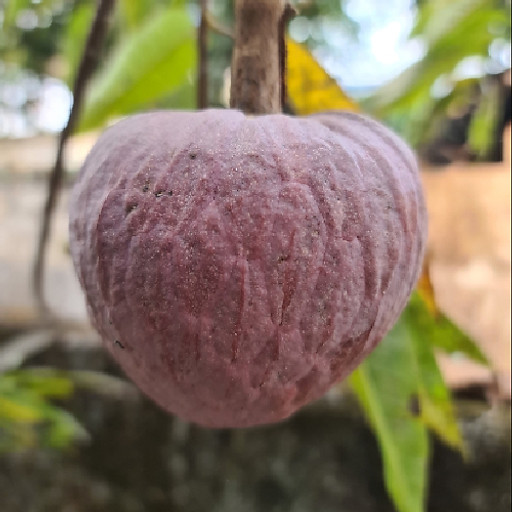 Nguyễn Hữu Bình