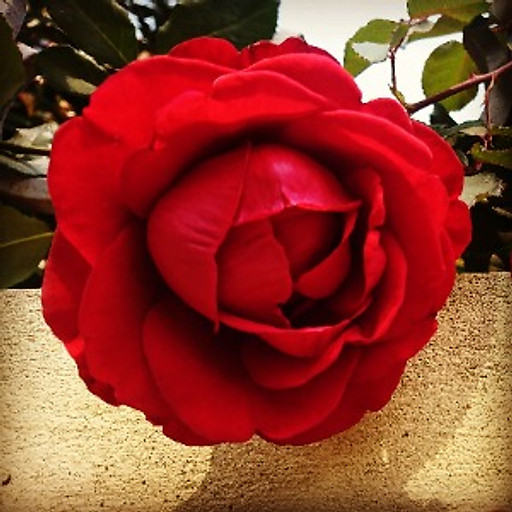 Nguyễn Thế Quốc