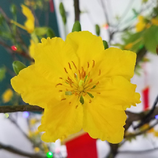 Nguyễn Thanh Tiên