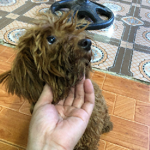 Nguyễn Quốc Tuấn