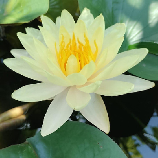 VŨ THỊ THANH HOA