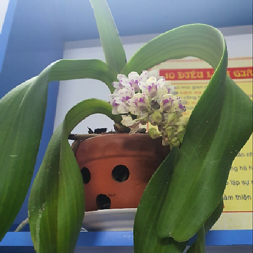 Nhữ Tiến Tùng