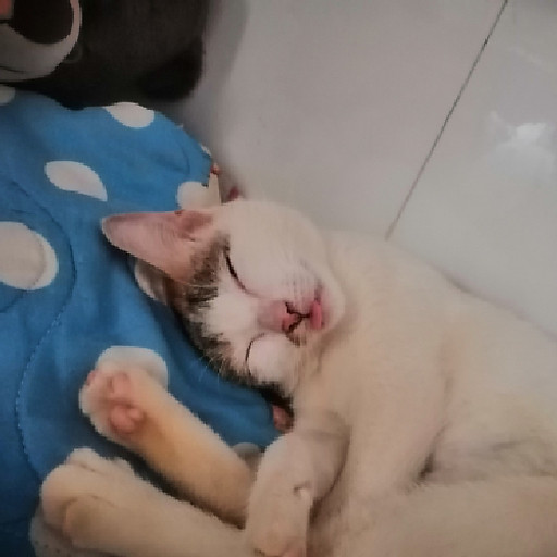 Nguyễn Thị Thanh Liên