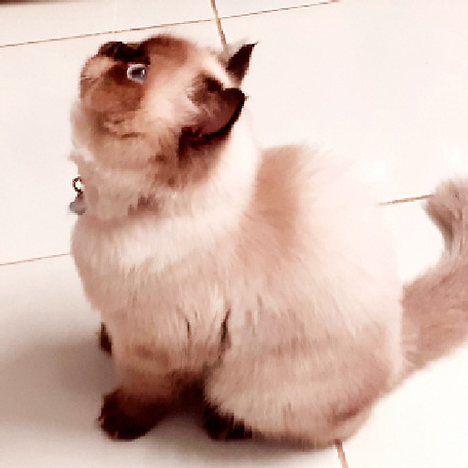 Nguyễn Hồng Quang