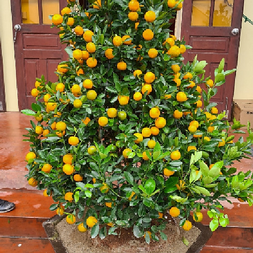 Trương Văn Thuấn