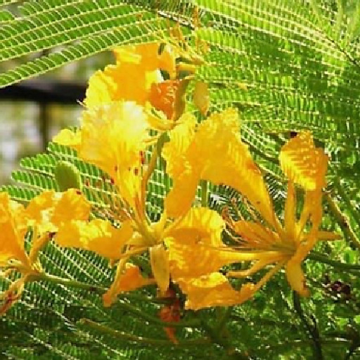 Lý Vương Kim Phượng