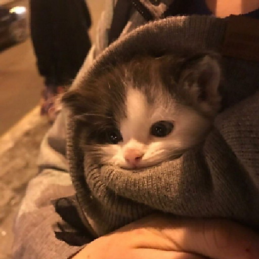 Nguyễn Phương Thảo