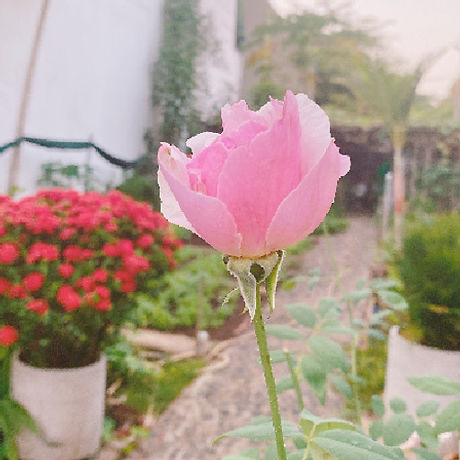 Nguyễn Thị Khánh Chi