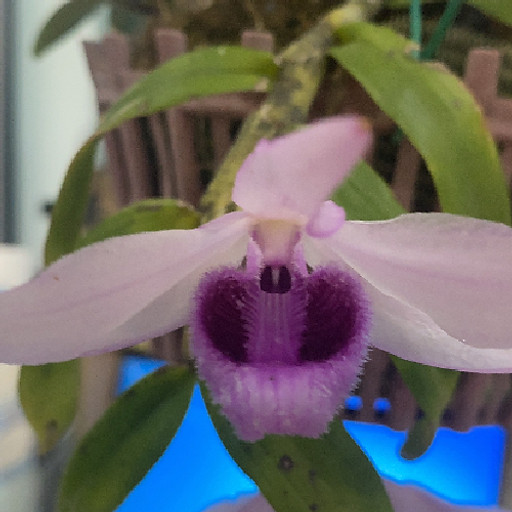 Trần Quốc Triều