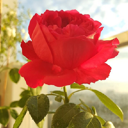 Nguyễn Thanh Trúc