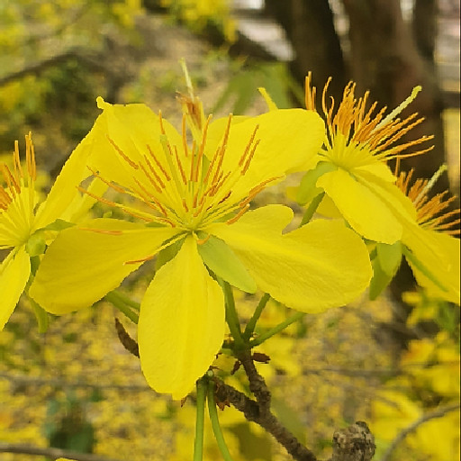 Nguyễn Quỳnh Anh