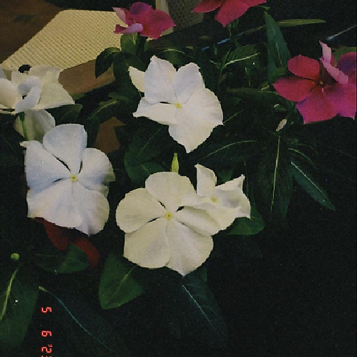 Nguyễn Thị Tố Vân