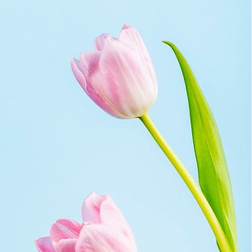 Đỗ Thị Tú Trinh