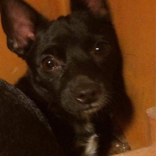 Nguyễn Thị Thu Hồng