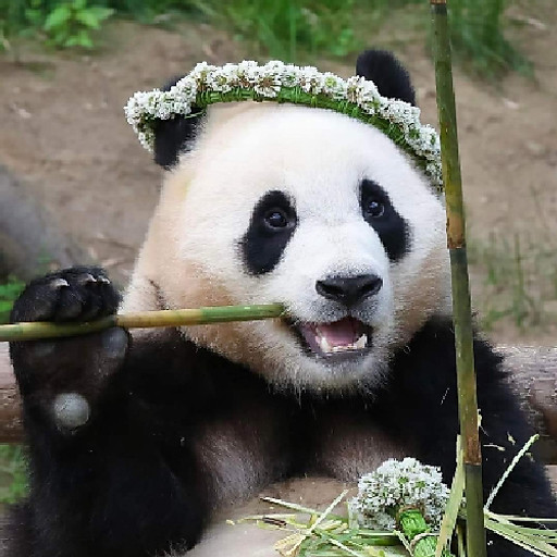 Võ Ngọc Khánh Nguyên