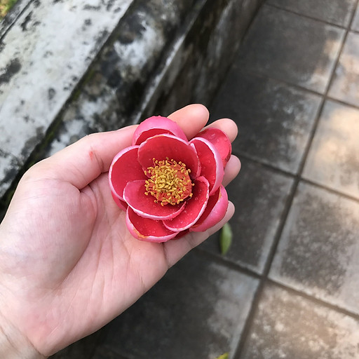 Nguyễn Diễm Chi