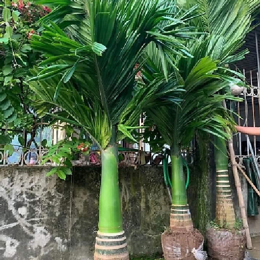 Cây Xanh Công Trình