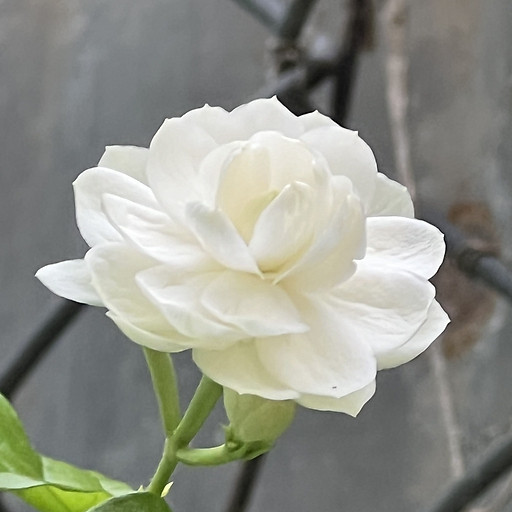 Nguyễn Trung Chánh