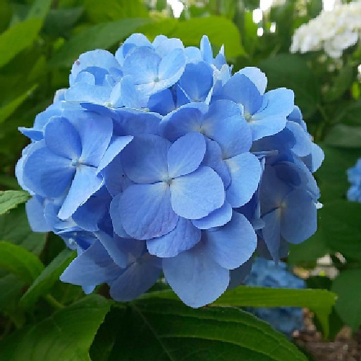 Hoàng Thị Tuyết