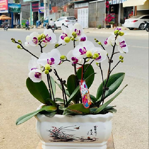 Vi Thị Hồng Thanh