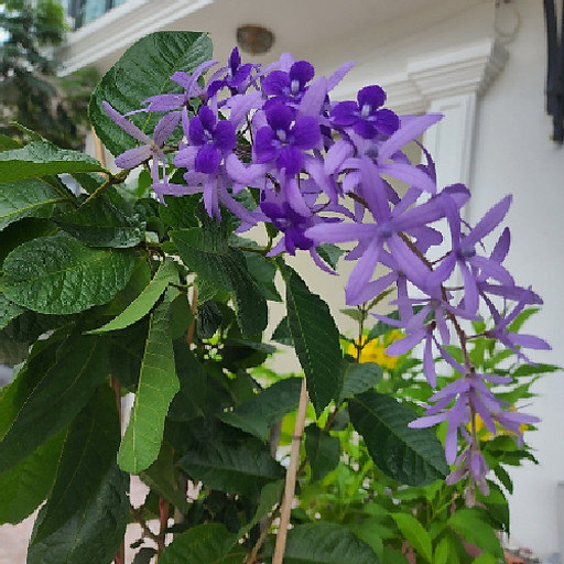 Giọt Nước Mắt