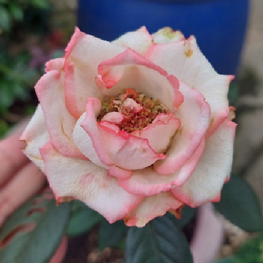 lê hải yến
