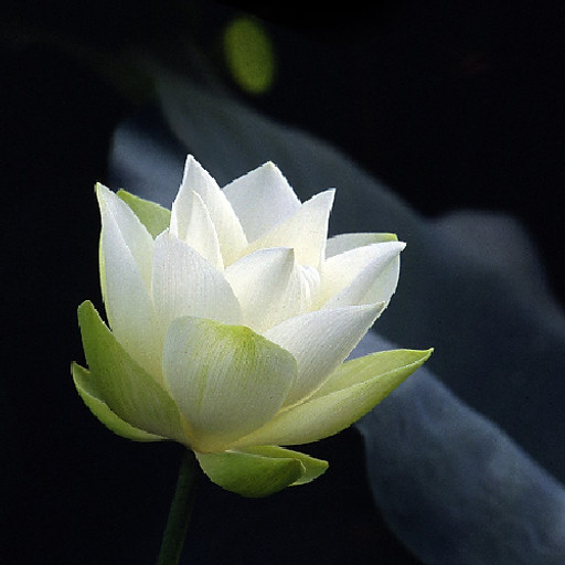 Nguyễn Thị Hồng Minh