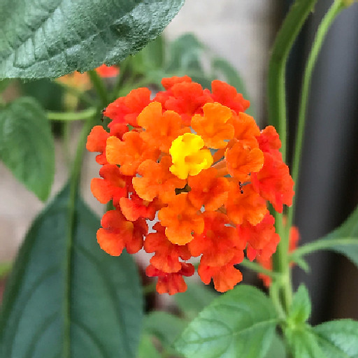 Hoàng Minh Nguyễn