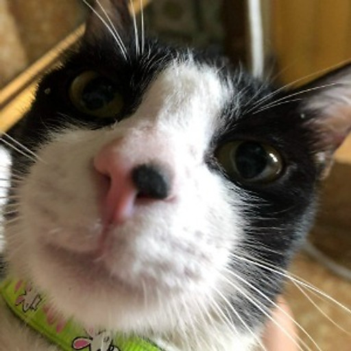 Trương Triều Huy