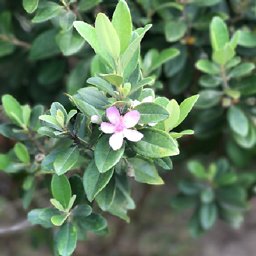 Nguyễn Quang Triết 