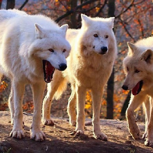 Nguyễn Tấn Lực