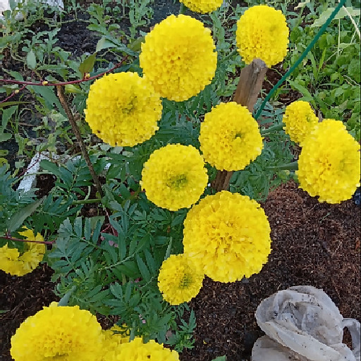 phạm thị thu hà